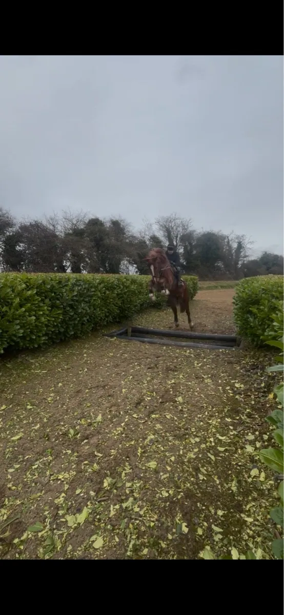 ID Gelding - Image 4