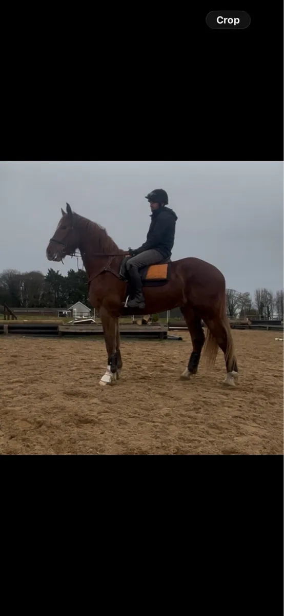 ID Gelding - Image 1