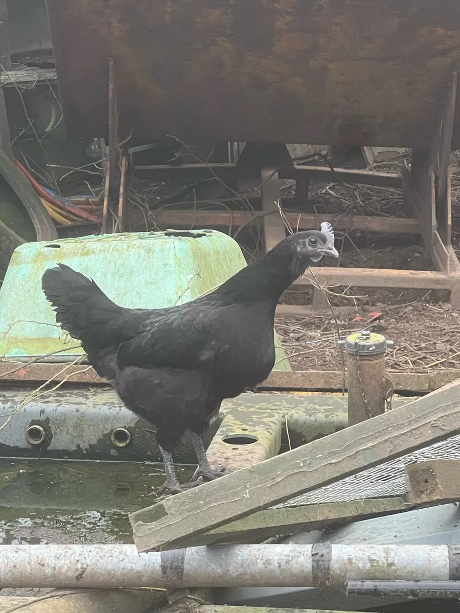 Ayam Cemani /Bantam - Image 2