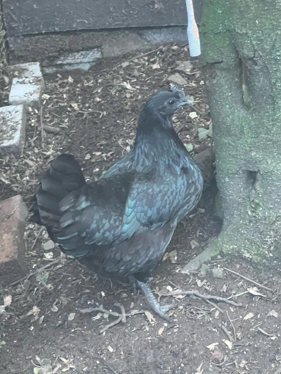 Ayam Cemani /Bantam - Image 3