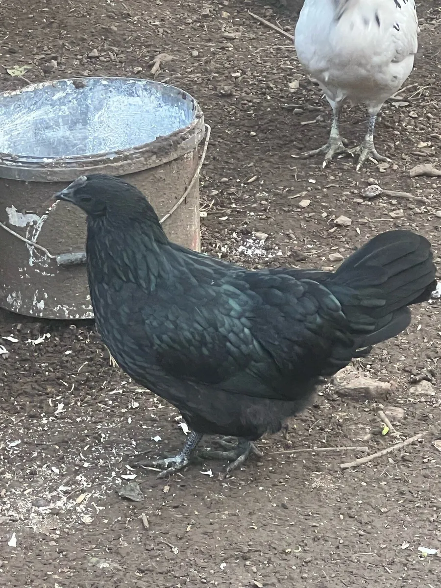 Ayam Cemani /Bantam - Image 4