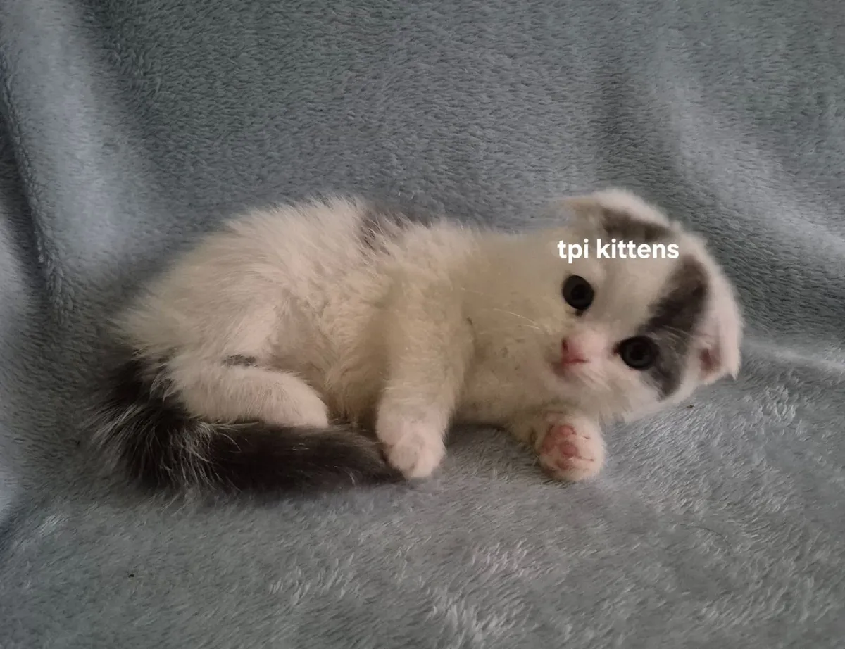 Scottish Fold & Straight Kittens - Image 4