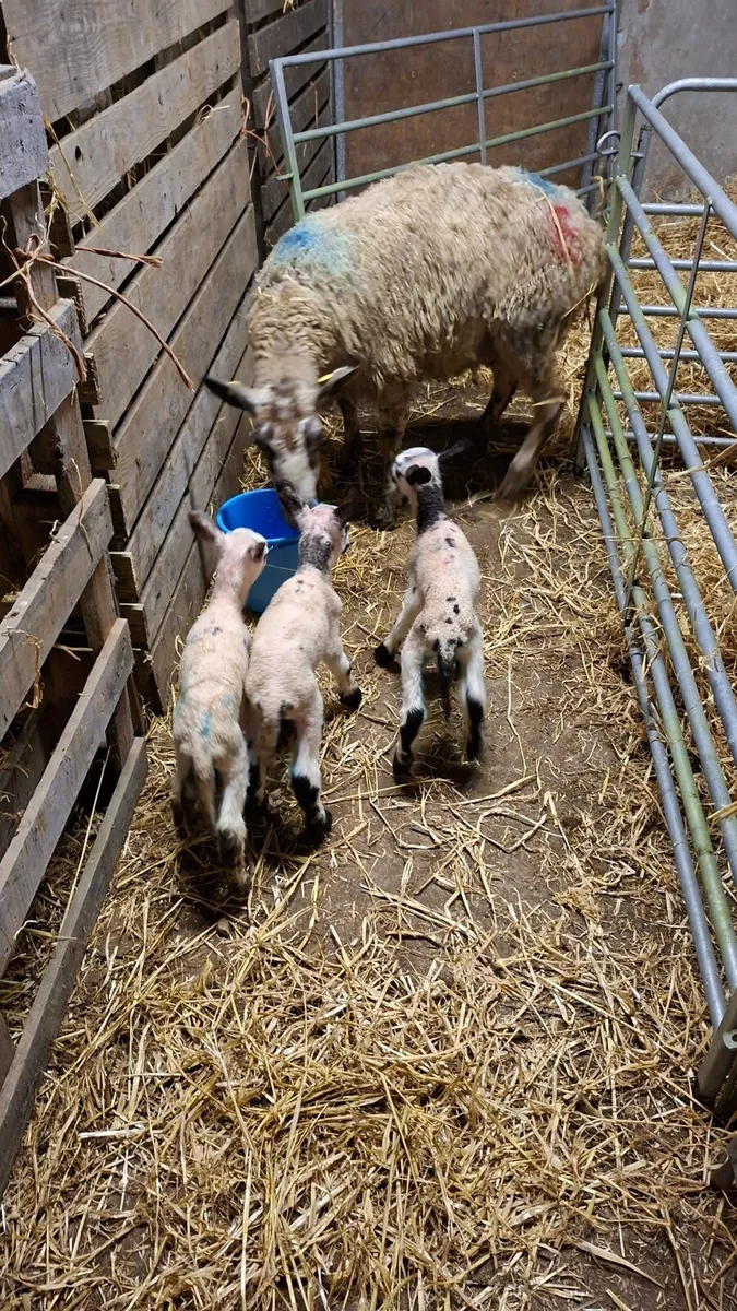 Pure bred foster lambs