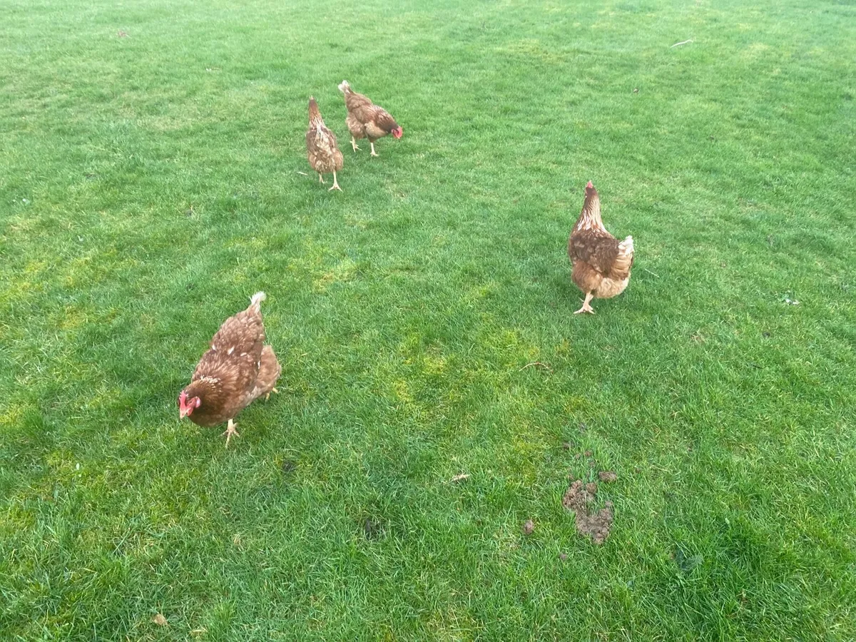 Chickens and chicken coup - Image 1