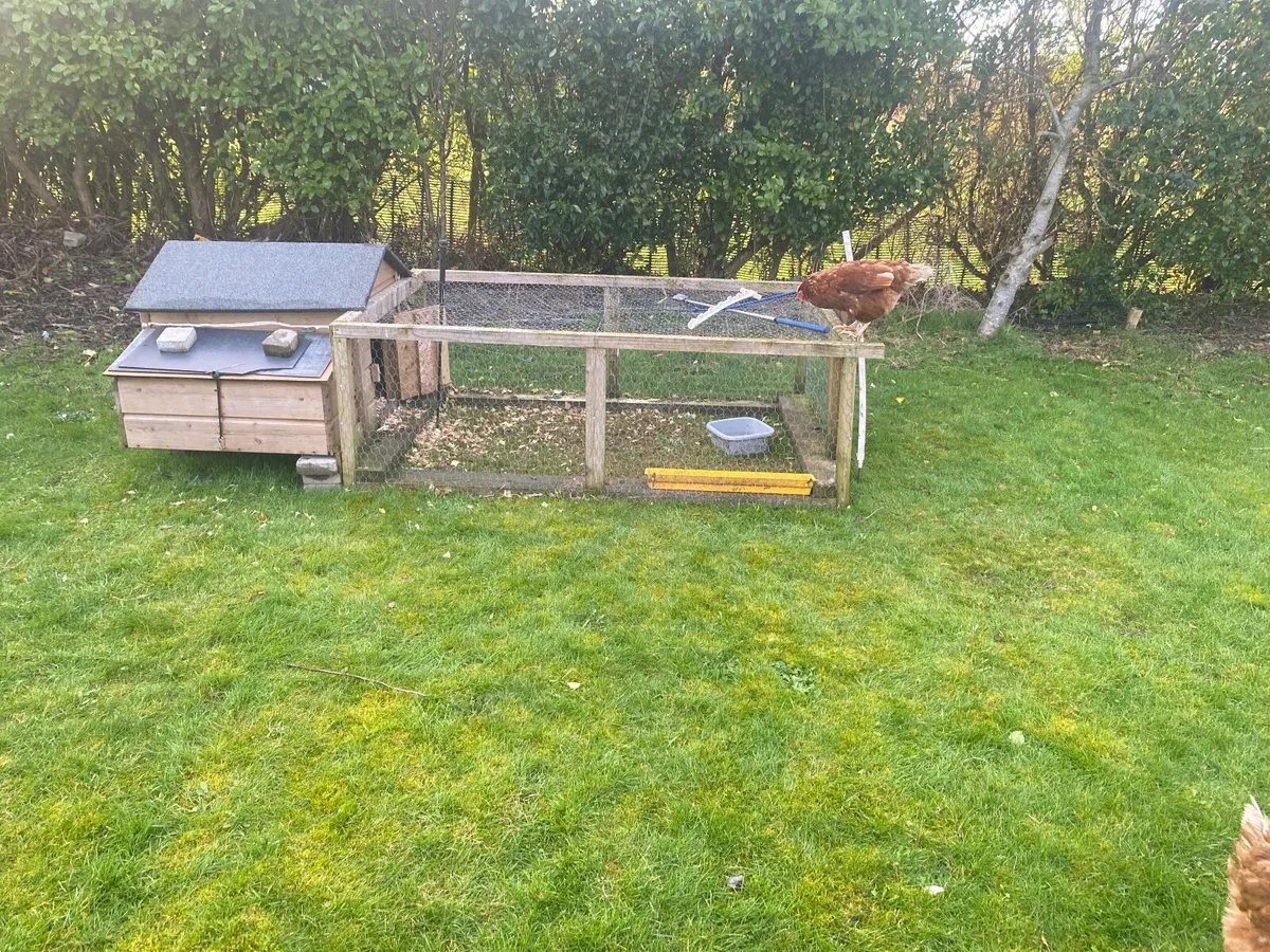Chickens and chicken coup - Image 2