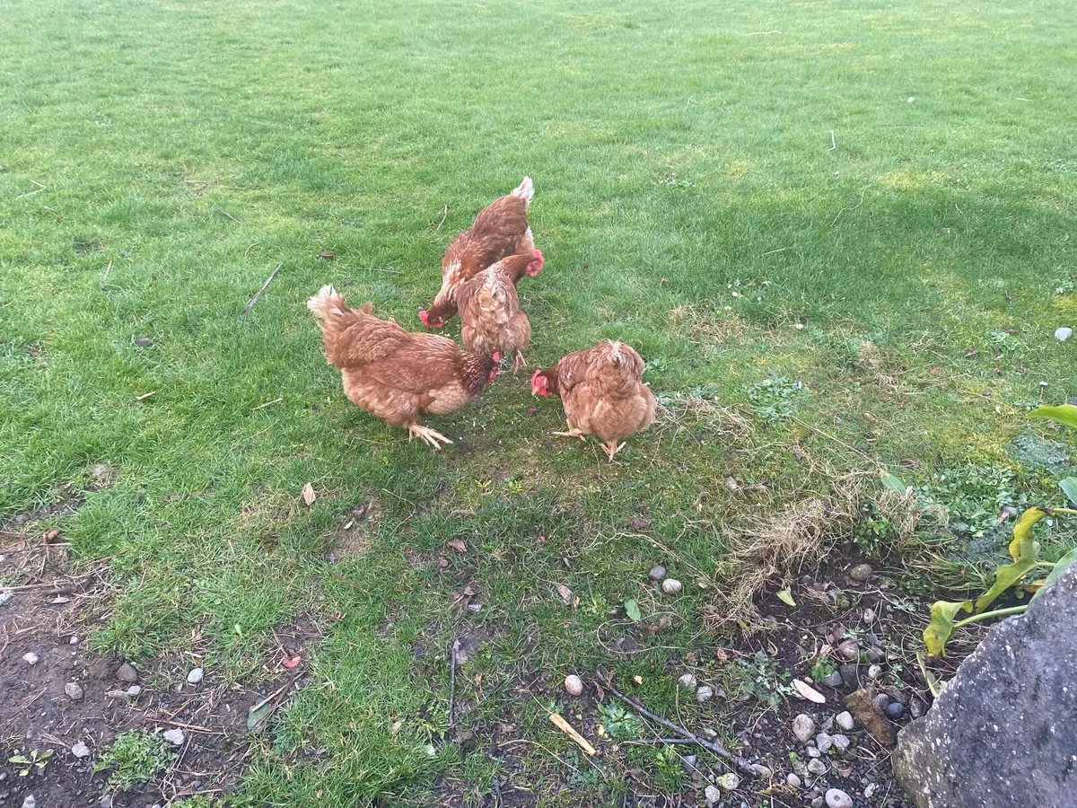 Chickens and chicken coup - Image 3