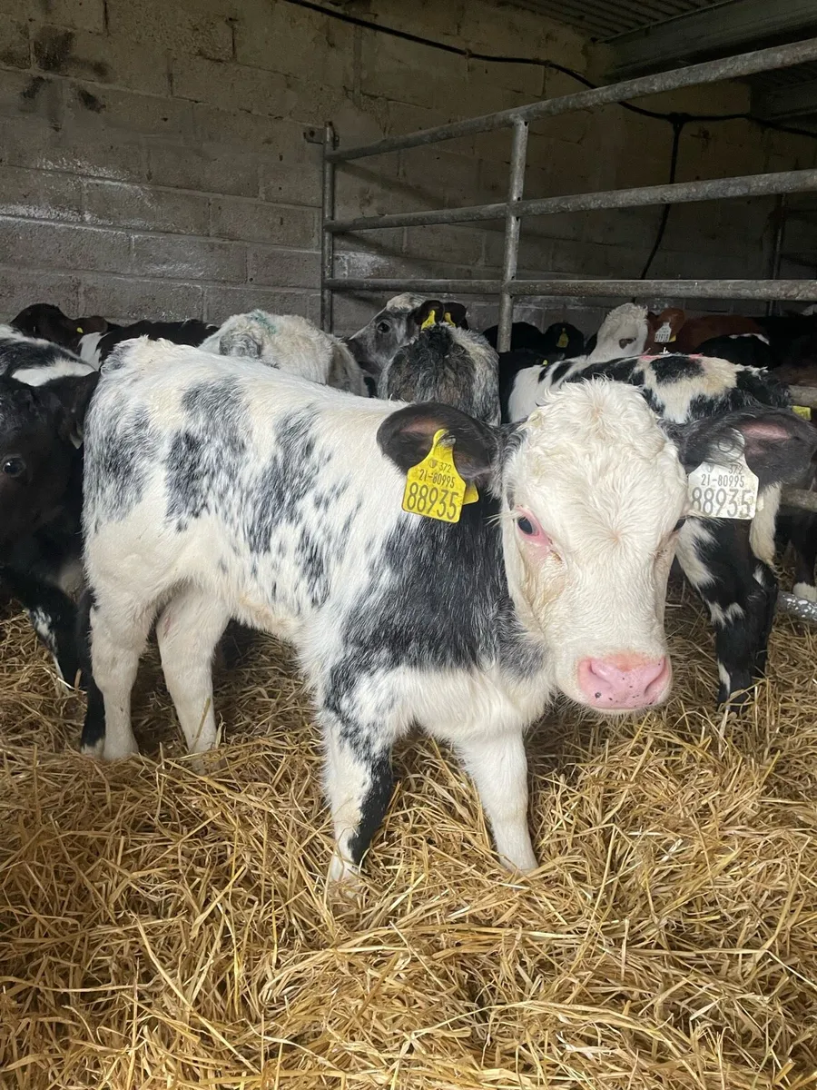 15 Belgium blue heifer calves - Image 2
