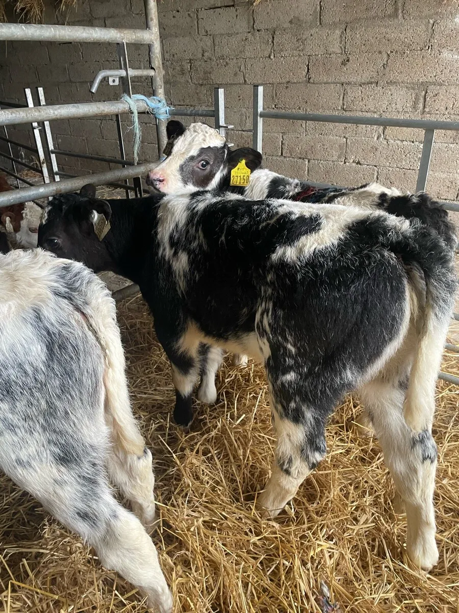 15 Belgium blue heifer calves - Image 3