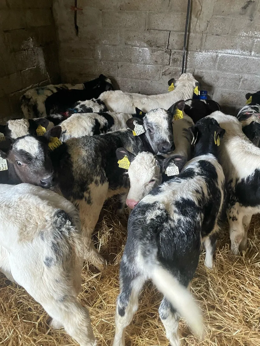 15 Belgium blue heifer calves - Image 4