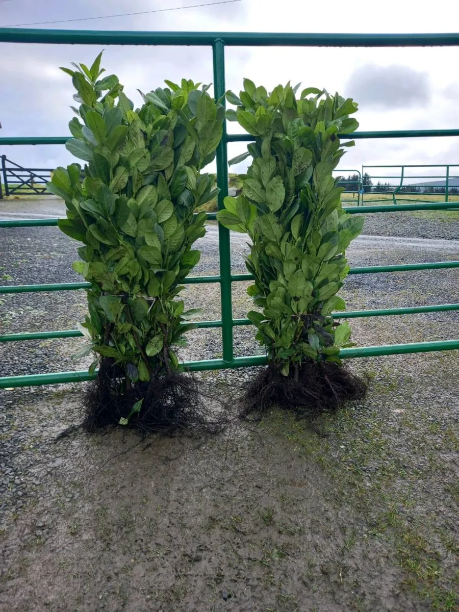 Hedging plants - Image 2