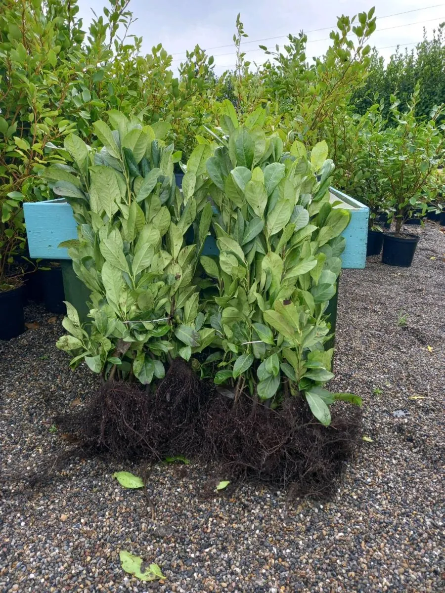 Hedging plants - Image 3