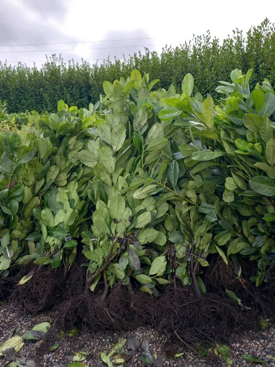 Hedging plants - Image 4