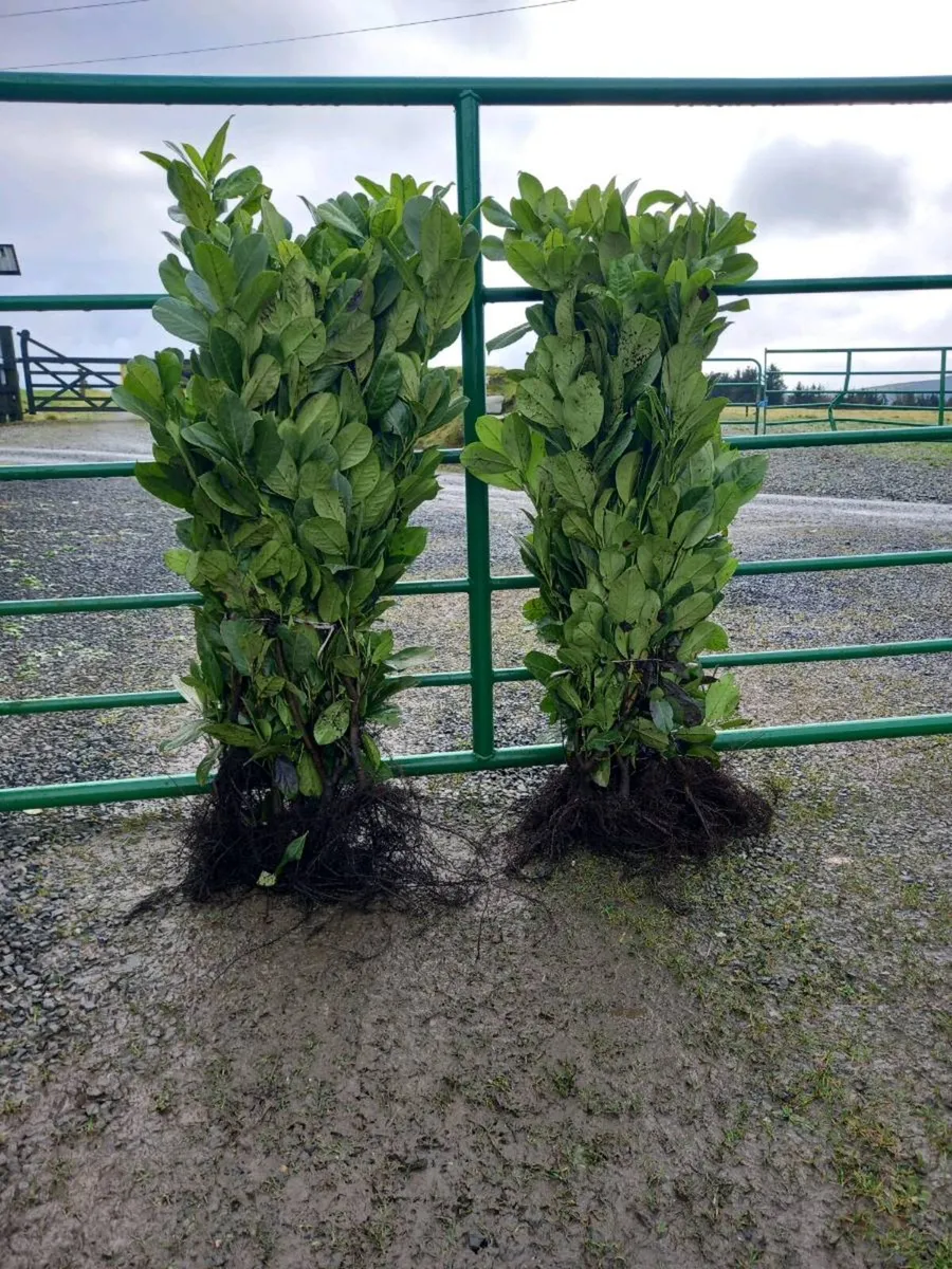 Hedging plants - Image 1
