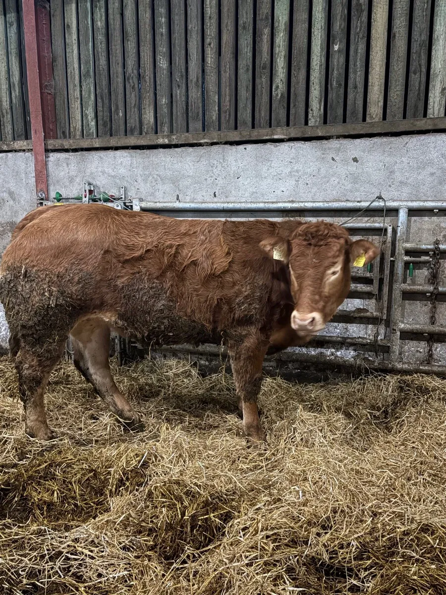 Pedigree registered lim heifer - Image 2