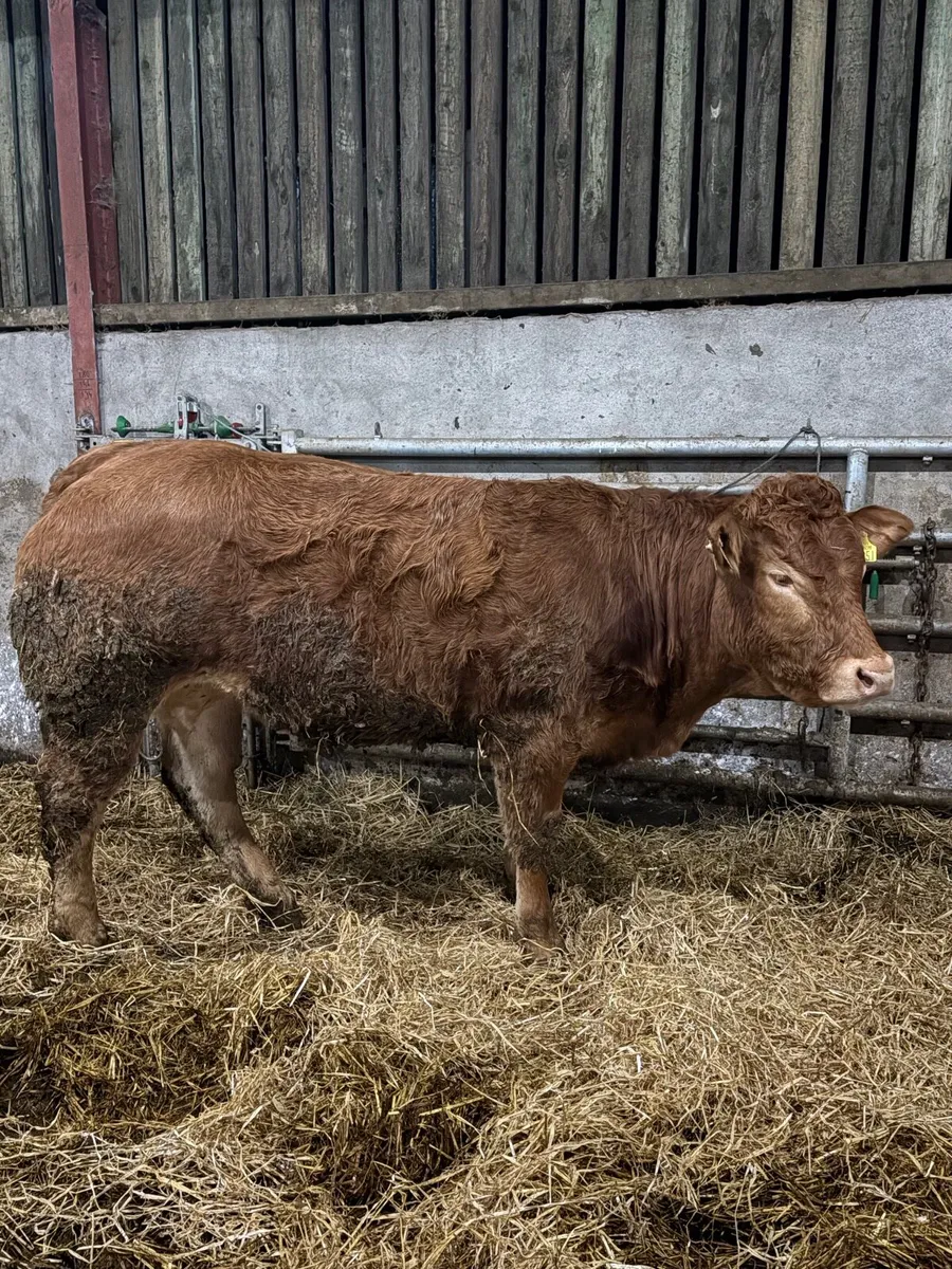 Pedigree registered lim heifer - Image 3