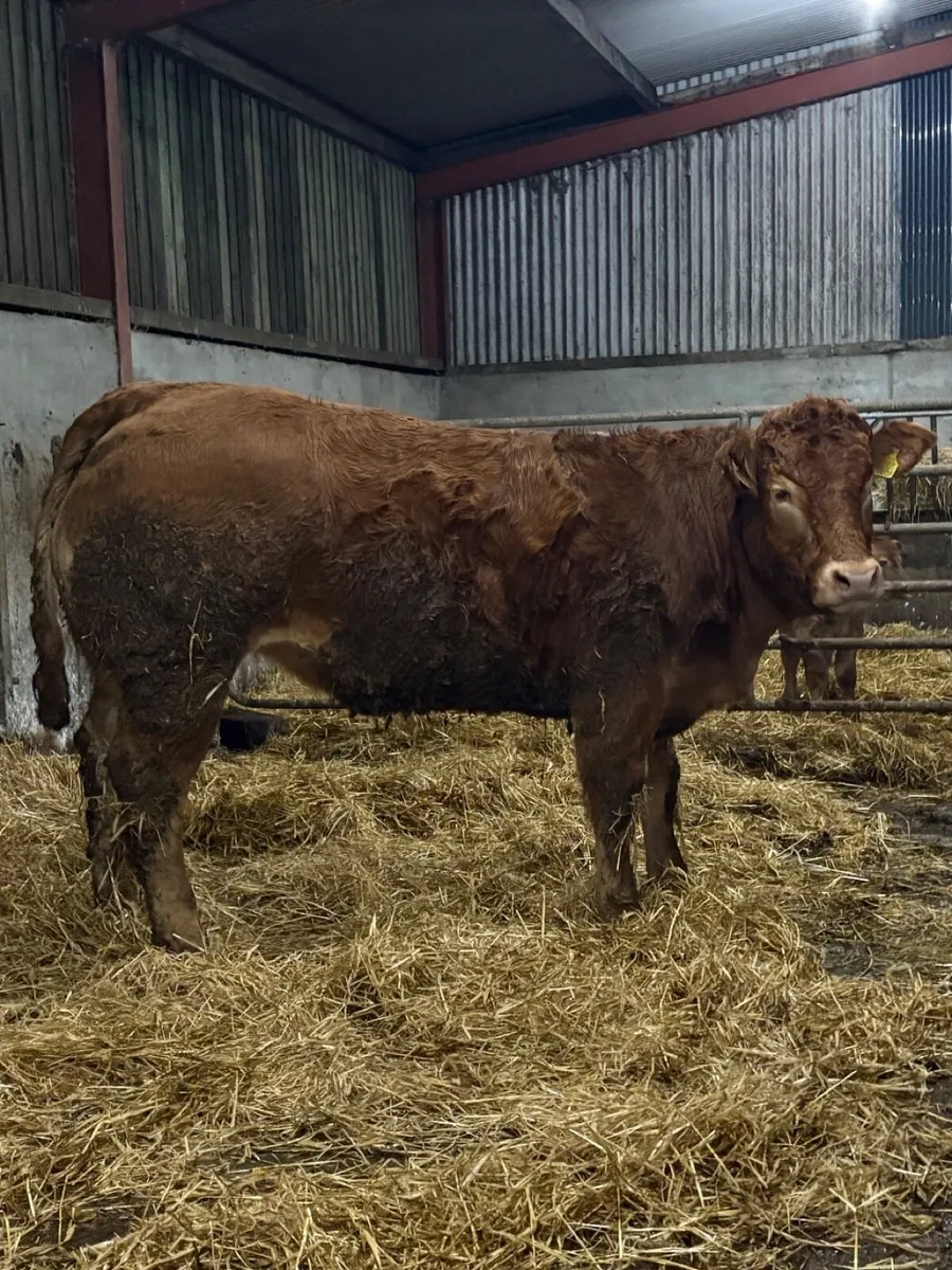 Pedigree registered lim heifer - Image 1