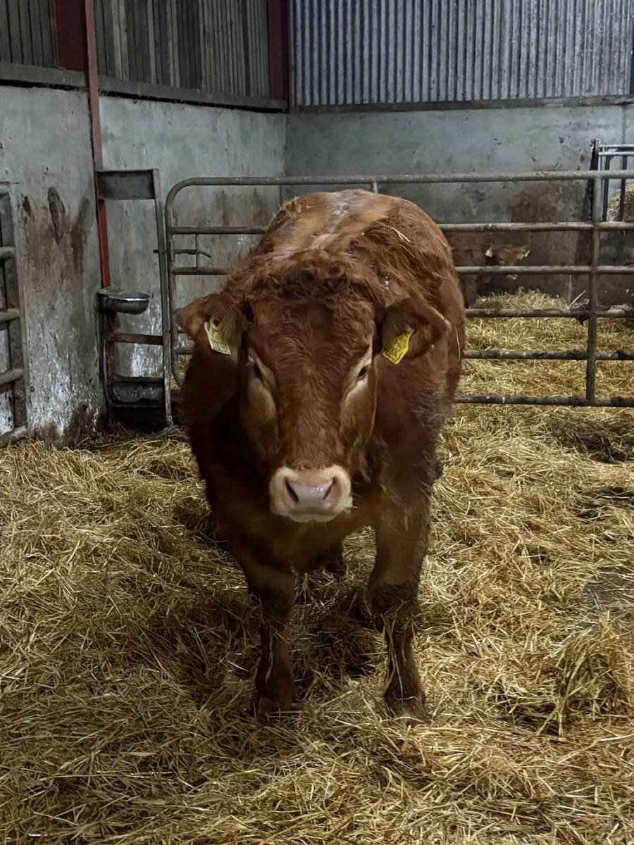 Pedigree registered lim heifer - Image 4