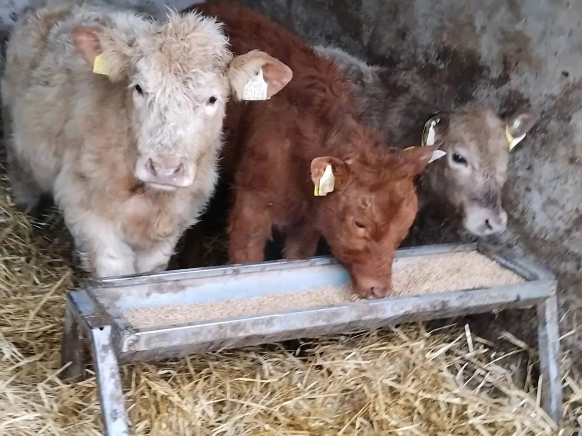 3 Continental Weanling Heifers - Image 1