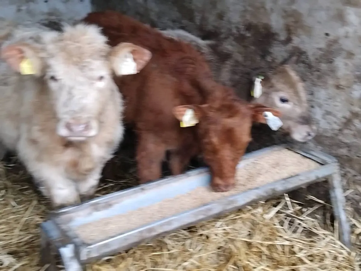 3 Continental Weanling Heifers - Image 2