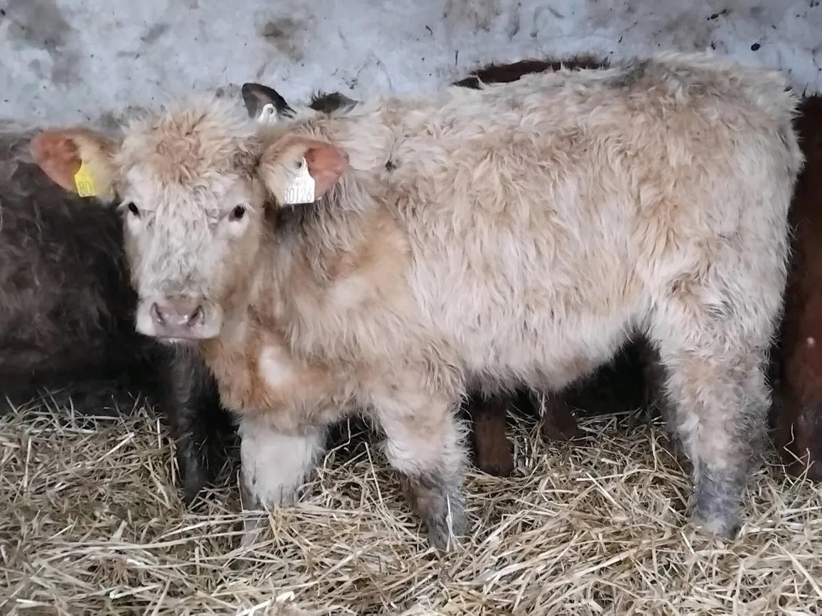 3 Continental Weanling Heifers - Image 3
