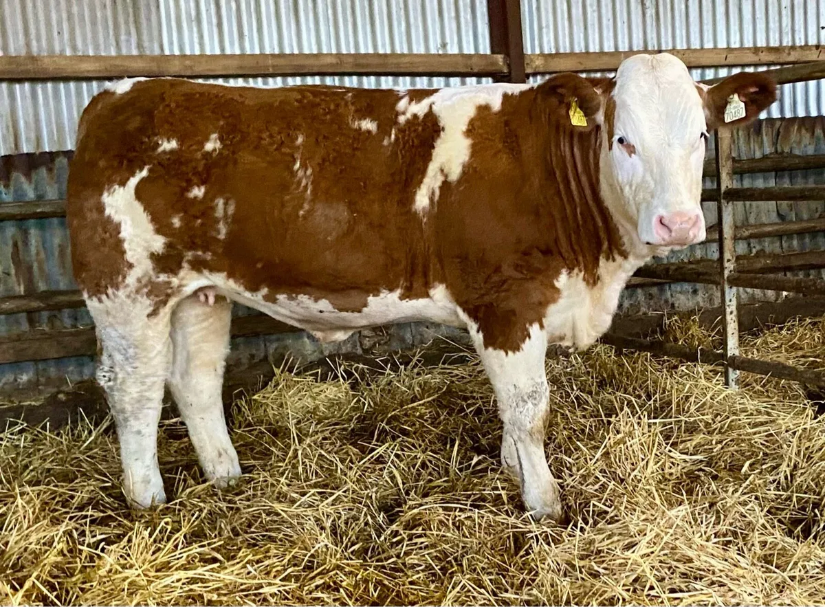 PBR simmental heifers - Image 1