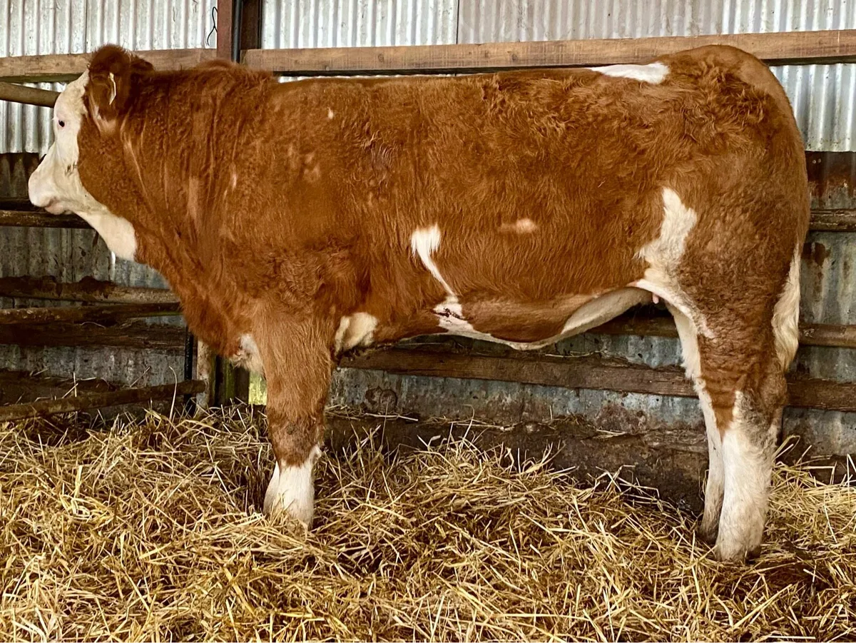 PBR simmental heifers - Image 2