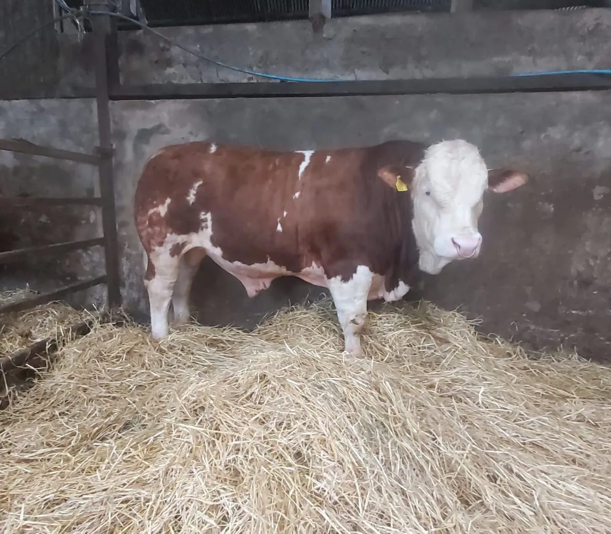 2 Pedigree Simmental Bulls For Sale - Image 1