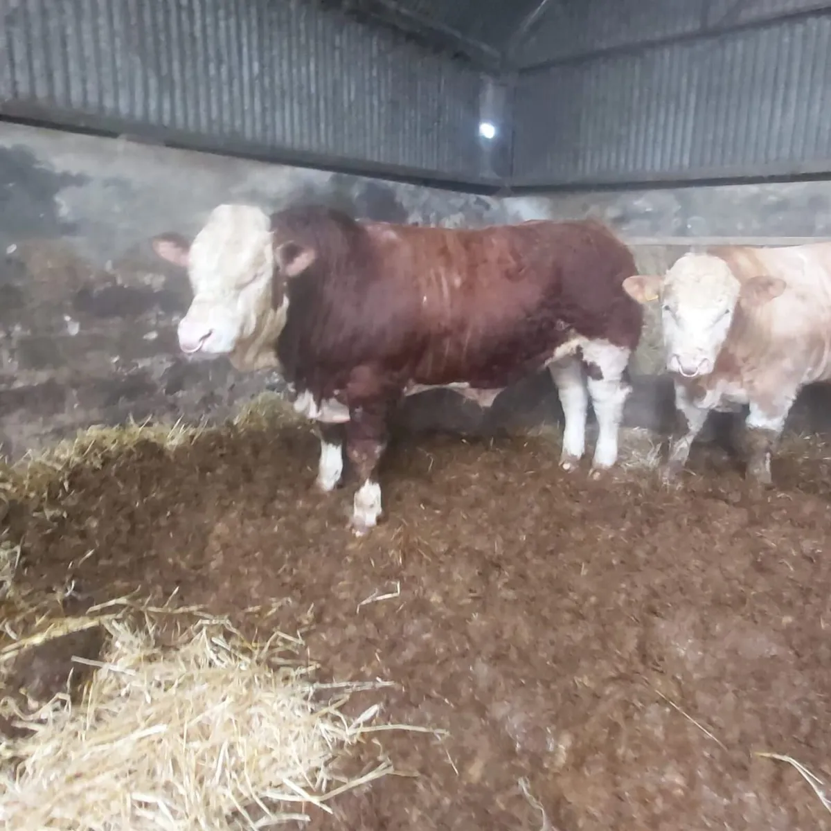 2 Pedigree Simmental Bulls For Sale - Image 2