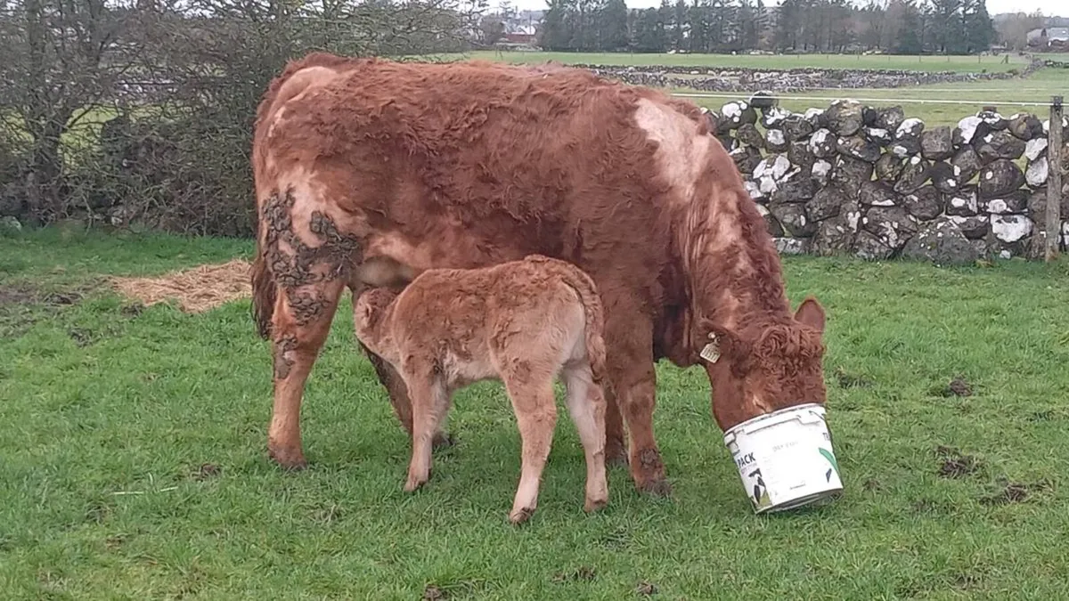 First calver - Image 3