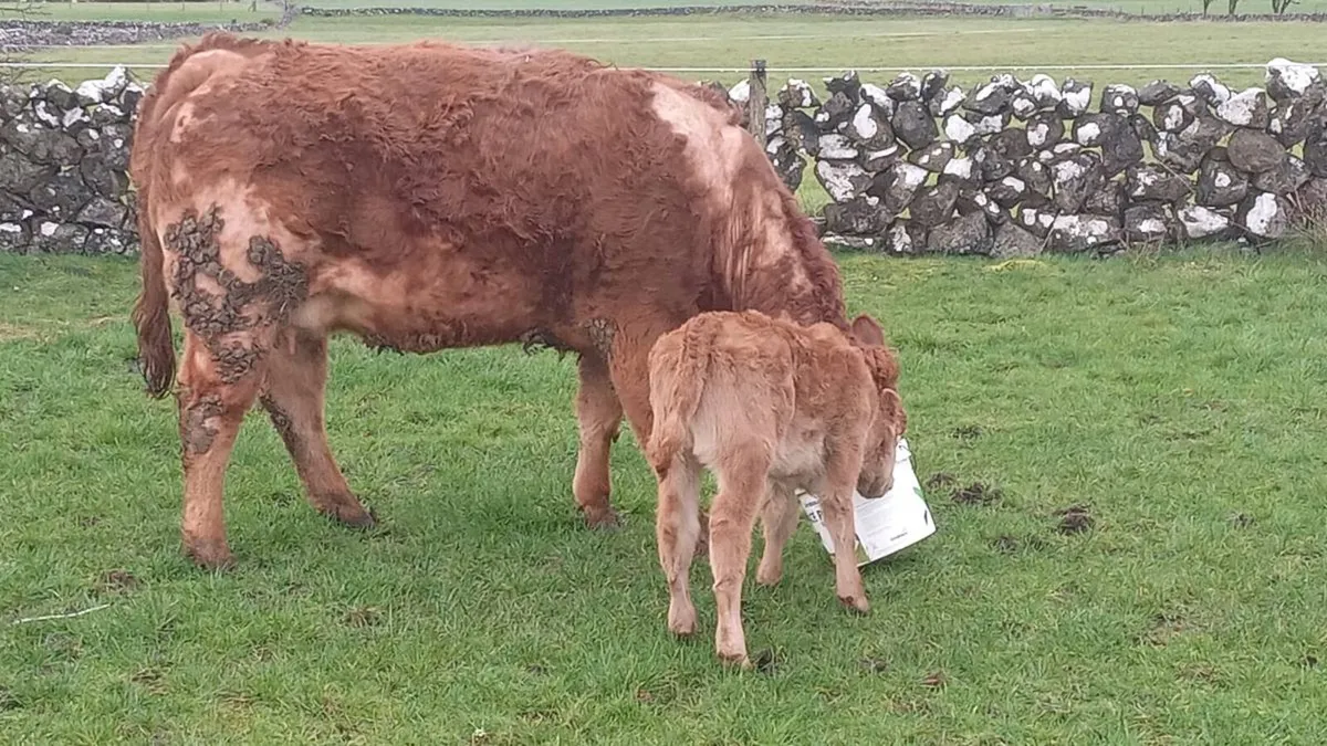 First calver - Image 4