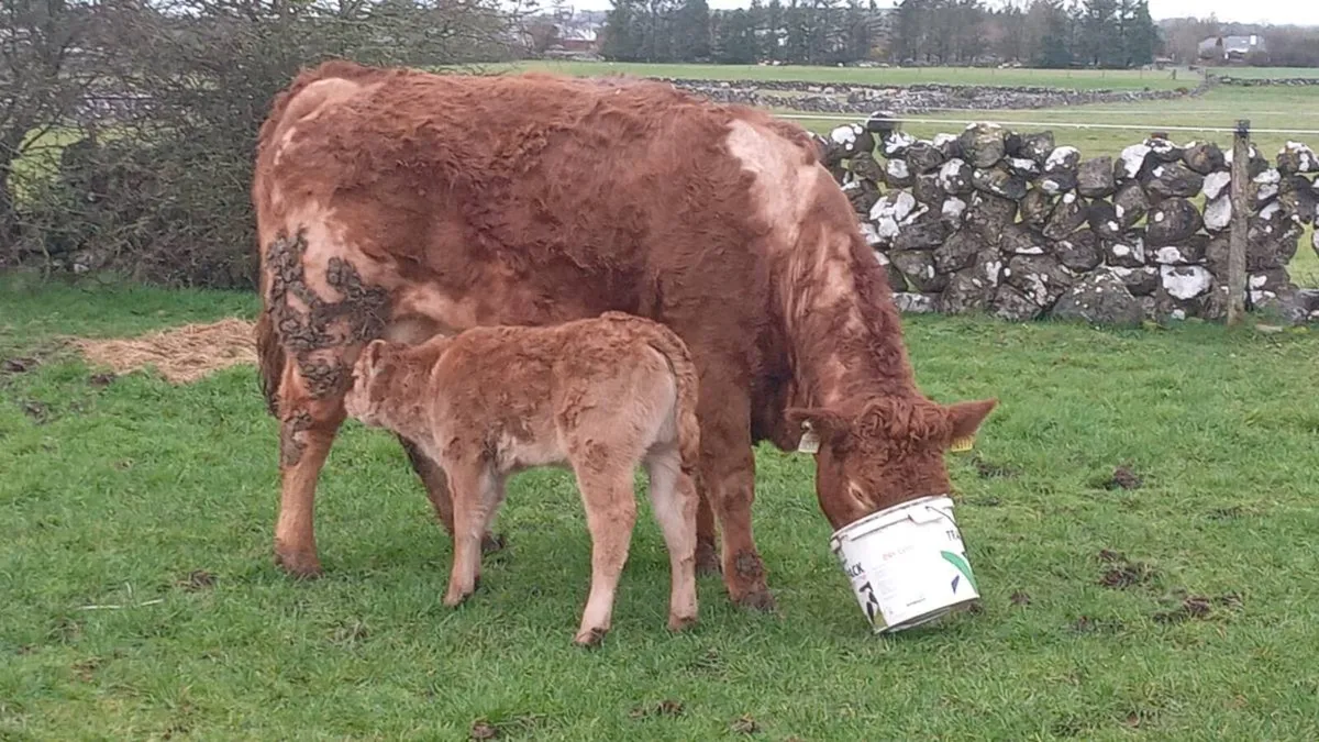 First calver - Image 1