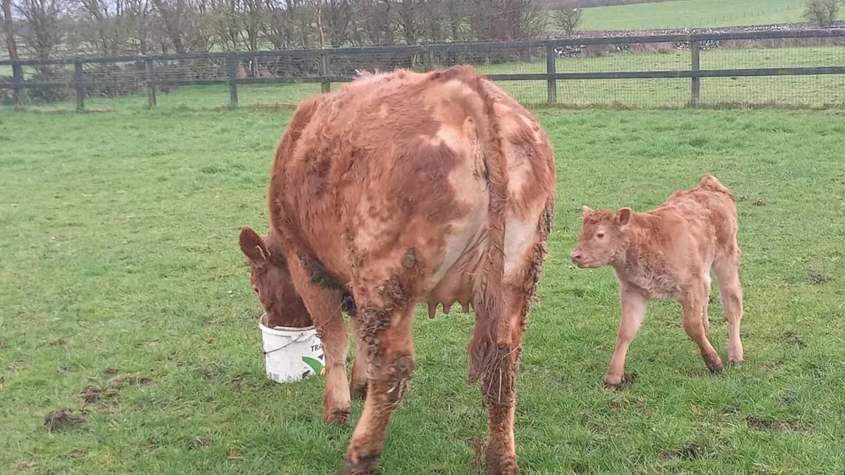 First calver - Image 2