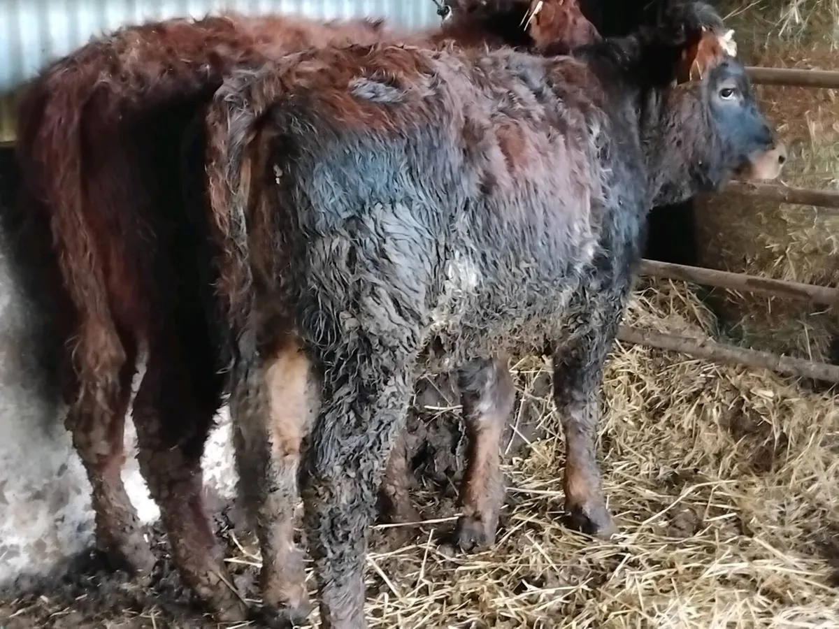 2 Roan Limousin Heifers - Image 2