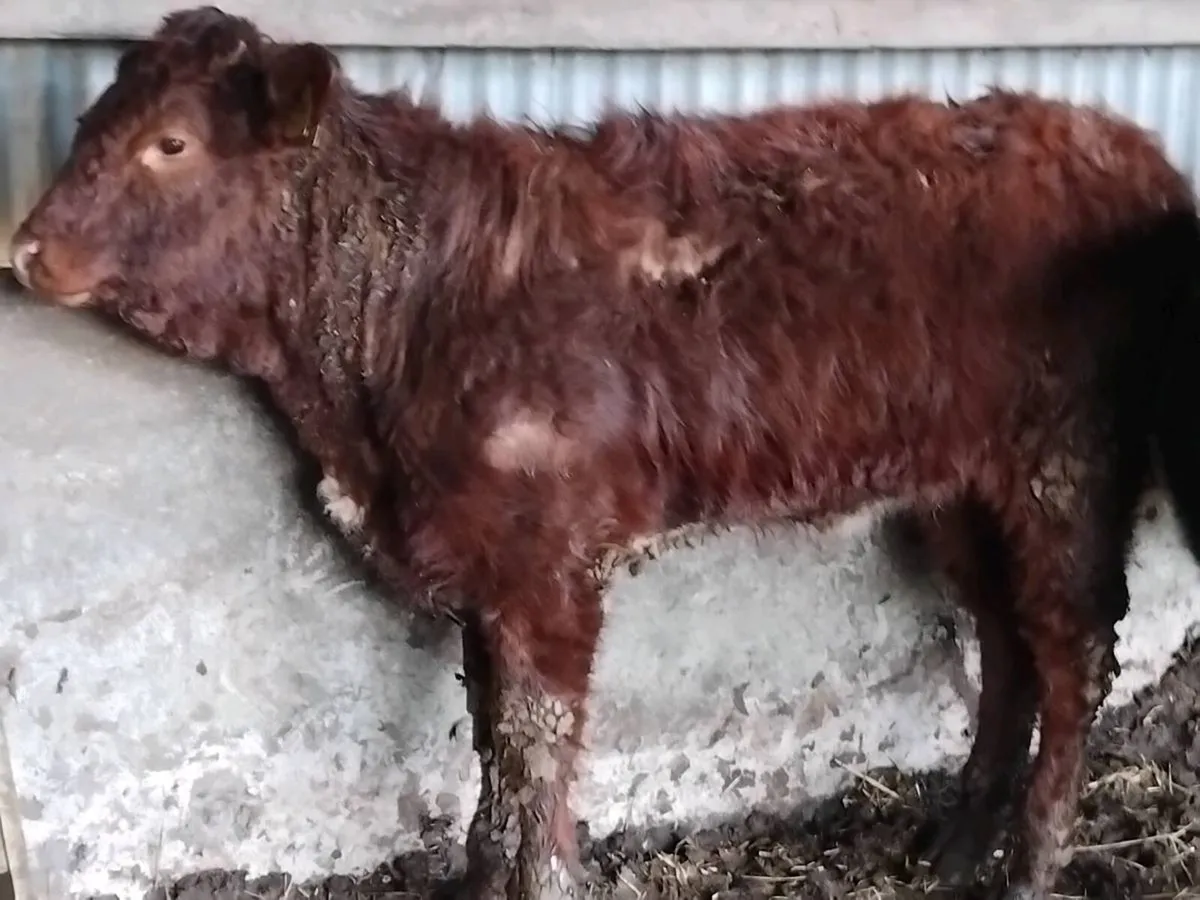 2 Roan Limousin Heifers - Image 4