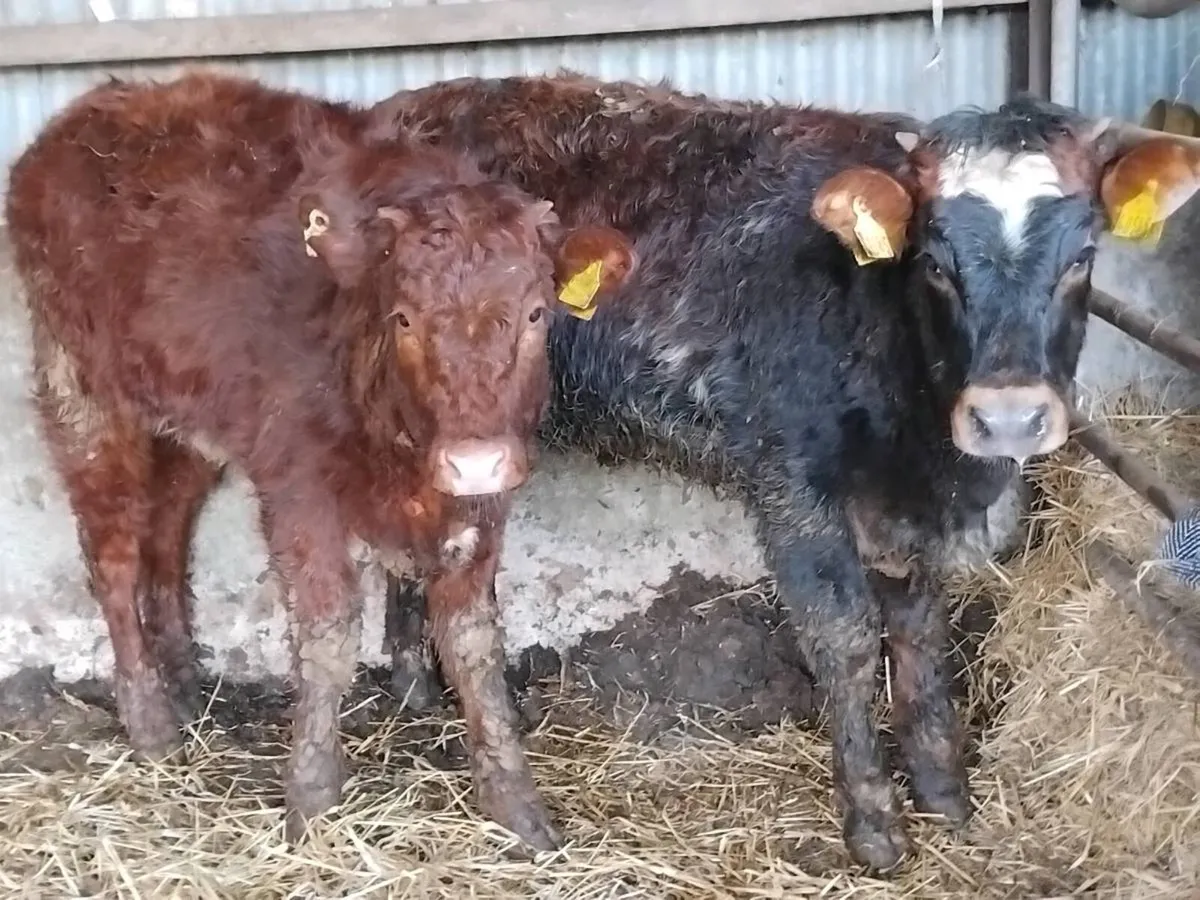 2 Roan Limousin Heifers - Image 1