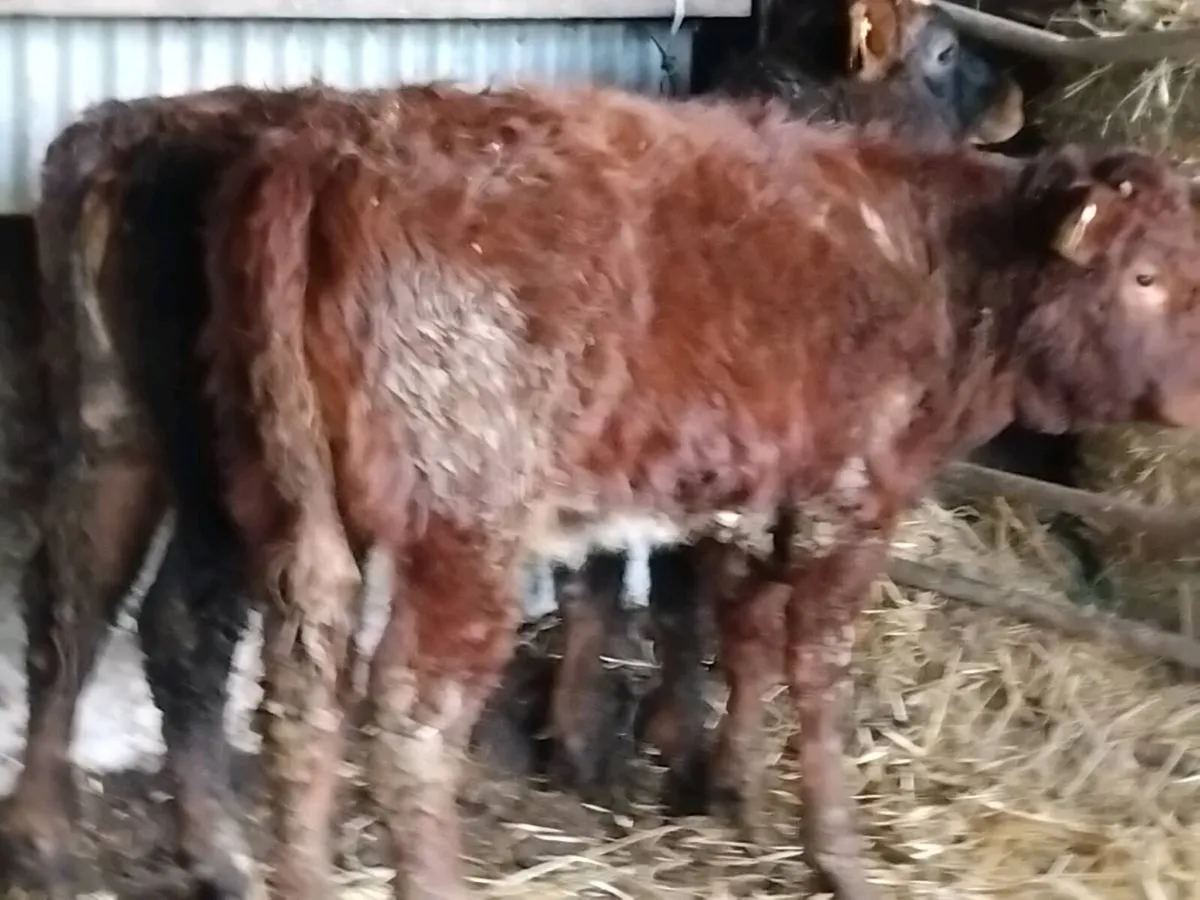 2 Roan Limousin Heifers - Image 3