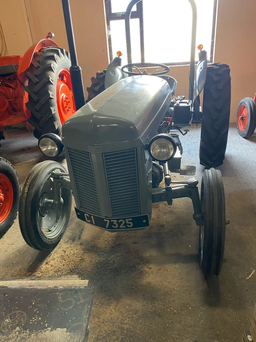 Grey Ferguson - Image 2