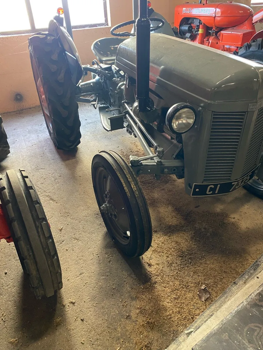 Grey Ferguson - Image 3