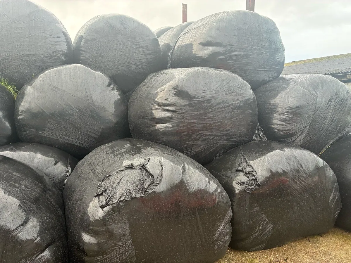 Silage bales. North Cork.