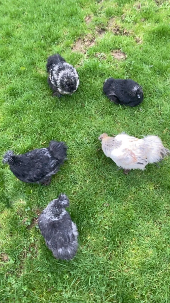 USA silkies - Image 1