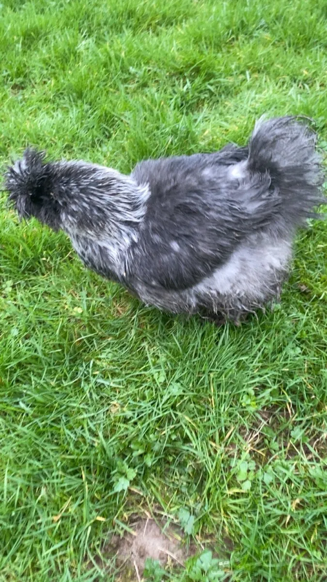 USA silkies - Image 2