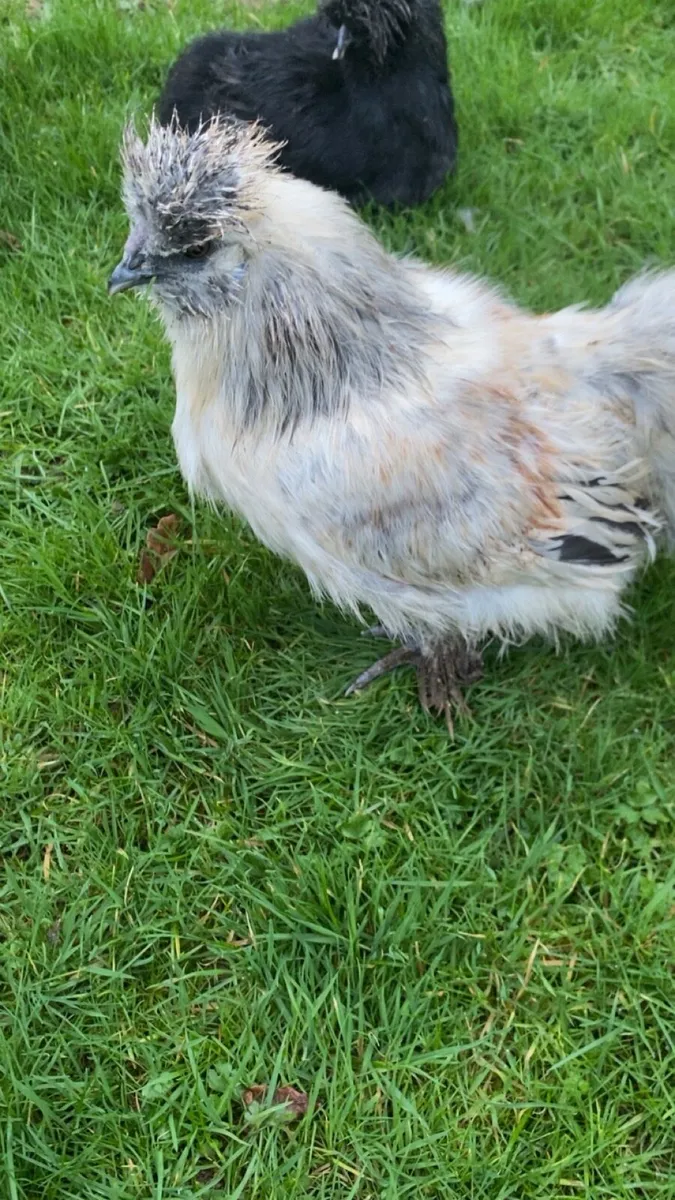 USA silkies - Image 4