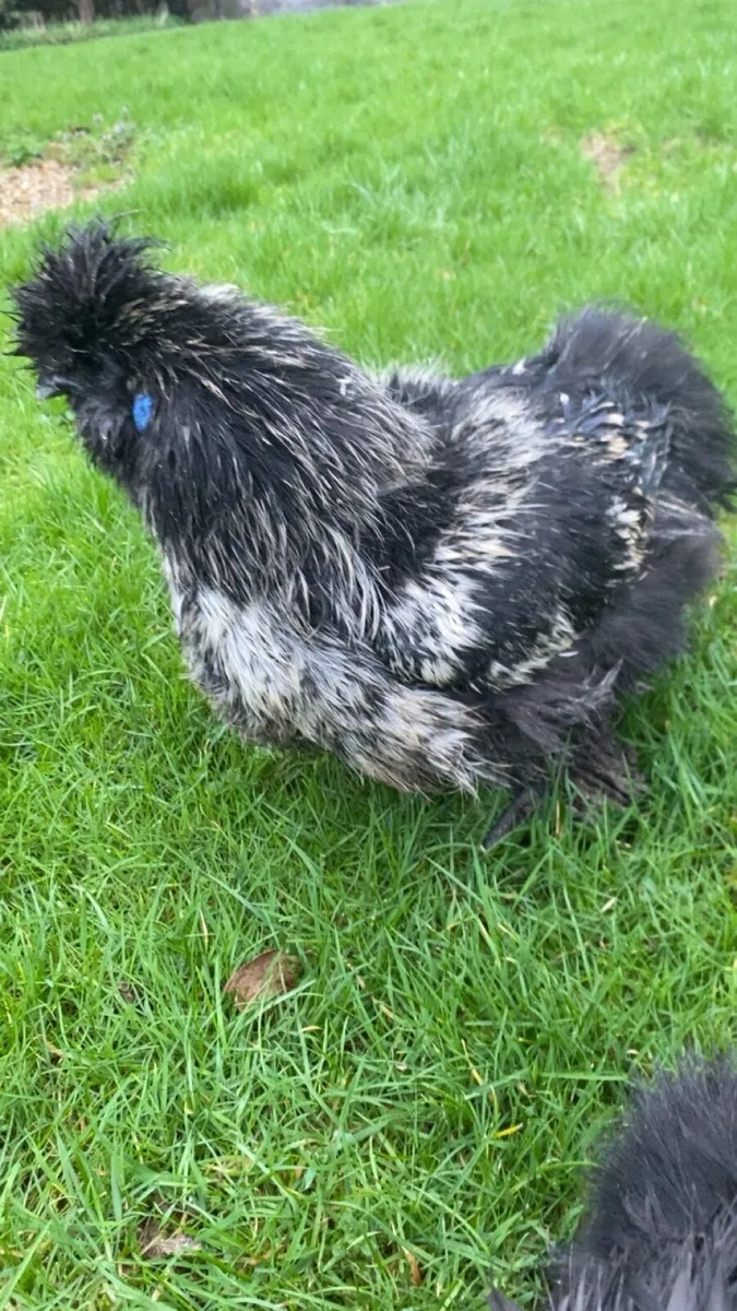 USA silkies - Image 3