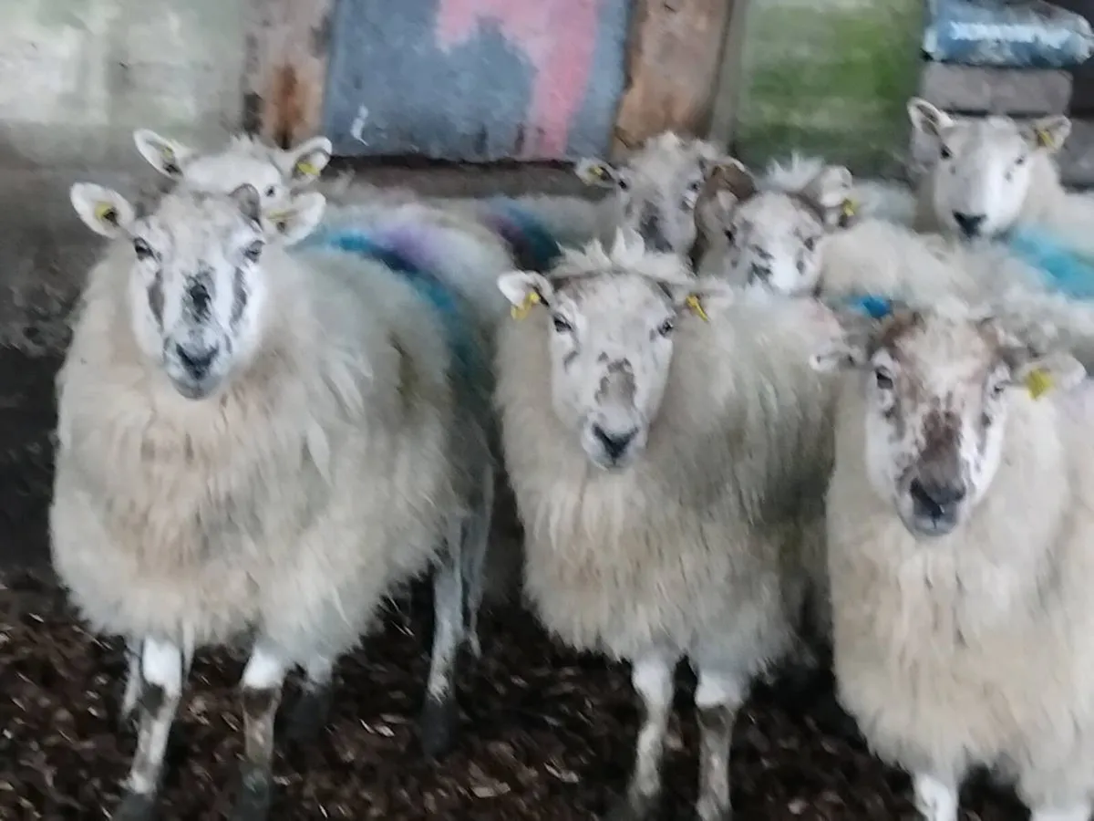 10 In-Lamb Ewes - Image 2