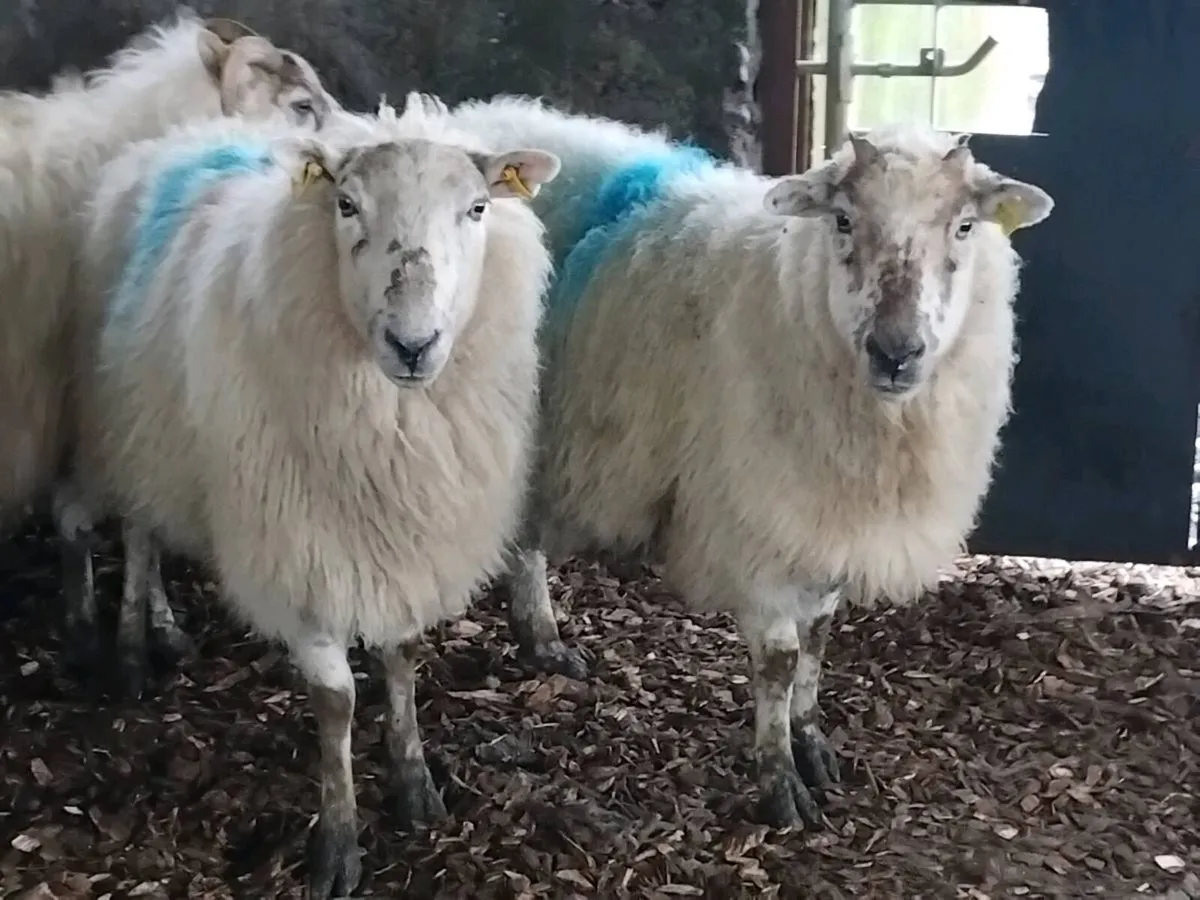 10 In-Lamb Ewes - Image 3