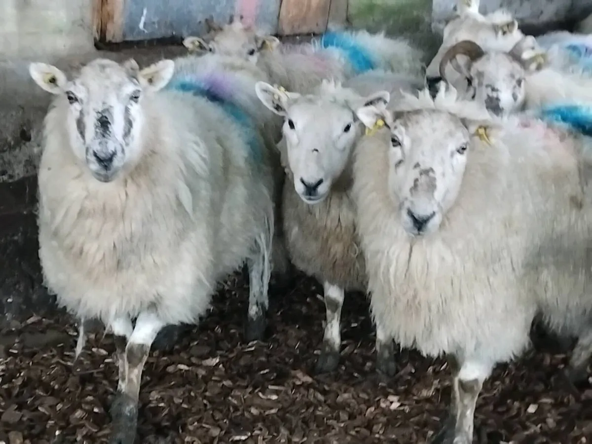 10 In-Lamb Ewes - Image 4