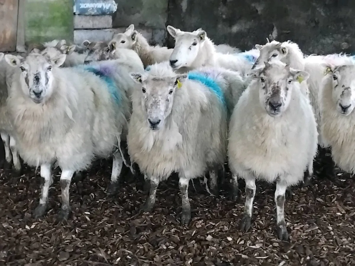 10 In-Lamb Ewes - Image 1