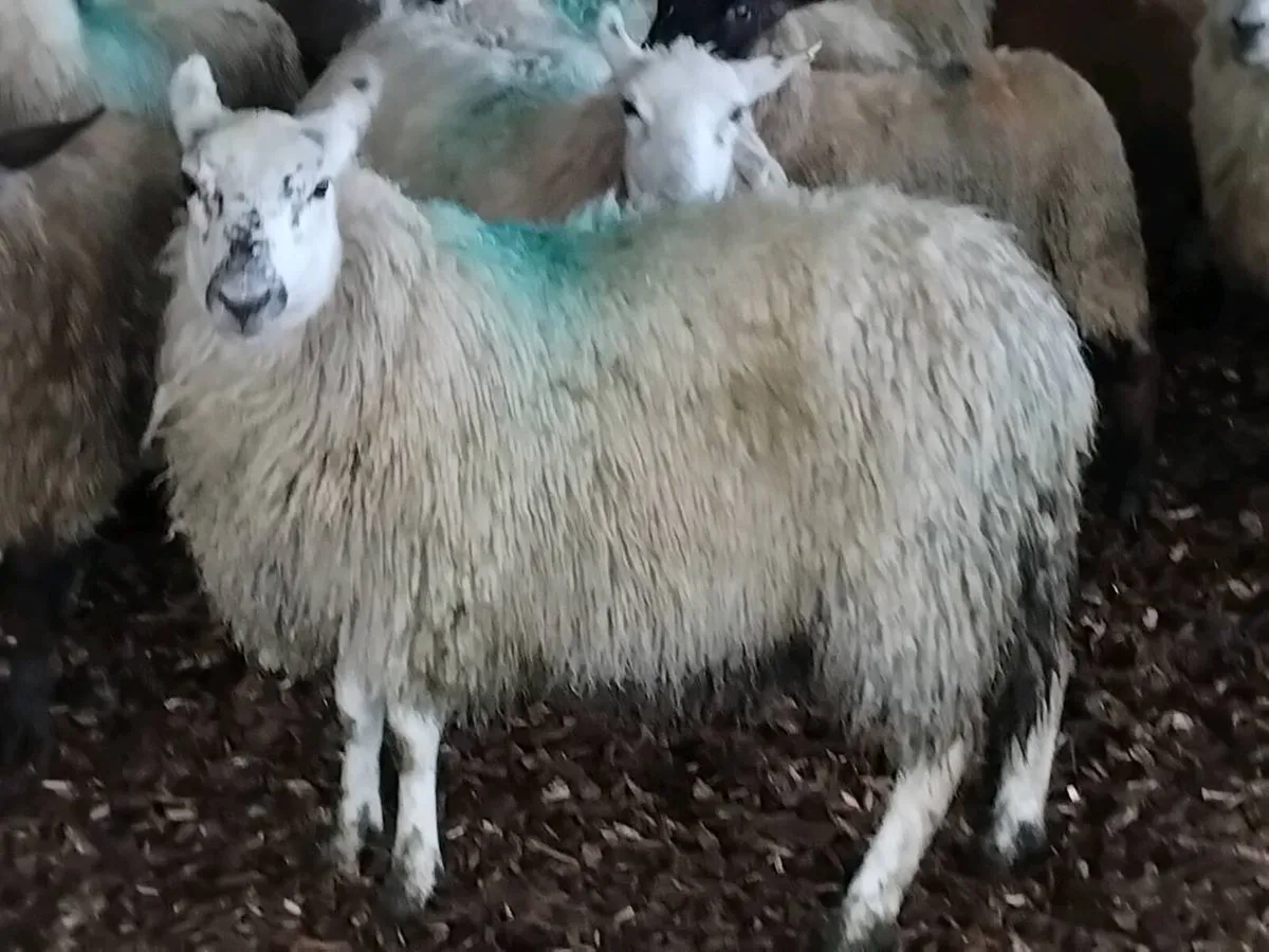 16 Ewe Hoggets - Image 4