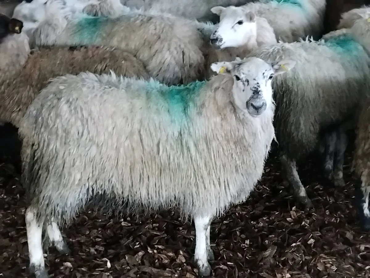 16 Ewe Hoggets - Image 2