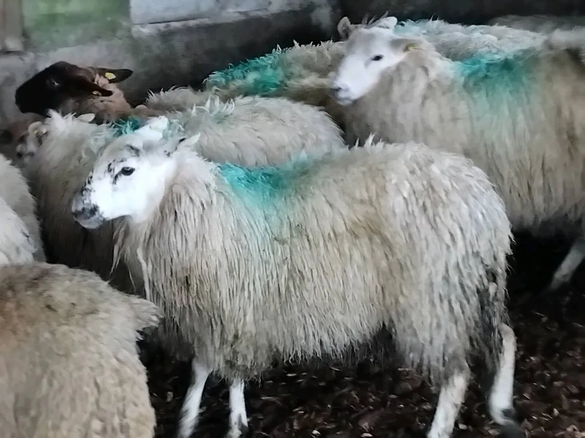 16 Ewe Hoggets - Image 1